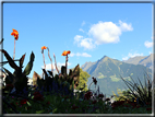 foto Giardini Trauttmansdorff - Boschi del Mondo